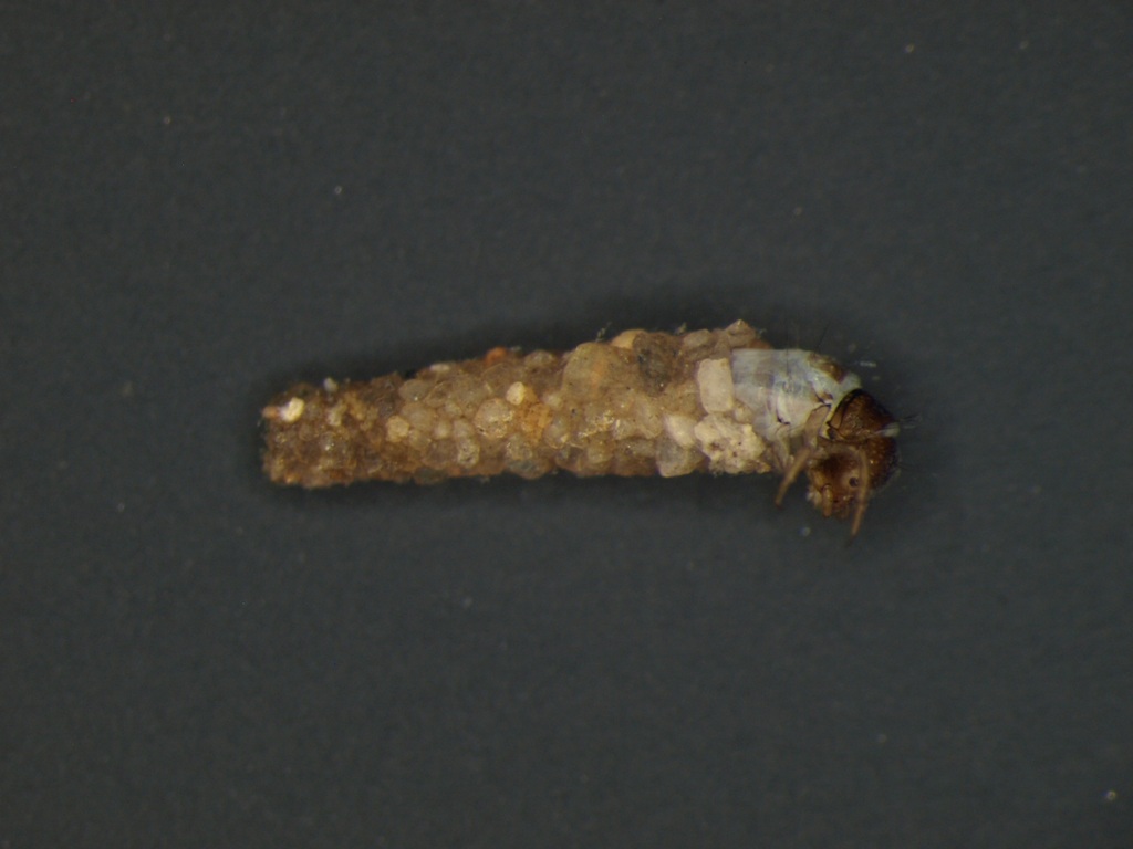 Lepidostoma hirtum
